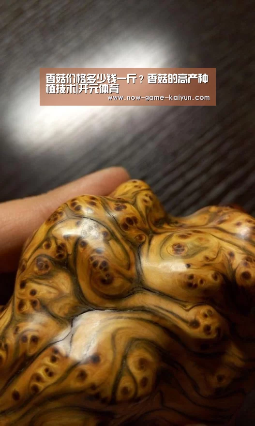 开云体育官网