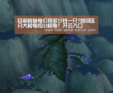 目前鳄鱼龟价格多少钱一只?如何区分大鳄龟和小鳄龟?_开云入口(图2) 开元体育